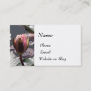 Suche nach rosa lilien visitenkarten Wasserlilie