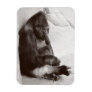 Suche nach gorilla magnete Primat