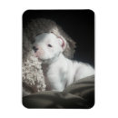 Recherche de aimant de boxeur magnets Chiots