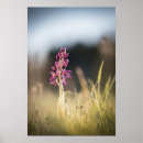 Suche nach wilde orchidee poster Blumenreich