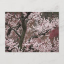 Suche nach pflaumenbaum postkarten Natur