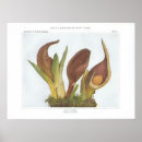 Suche nach skunk poster Blume
