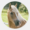 Recherche de le haflinger autocollants Poney