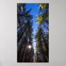 Suche nach walnuss poster Wälder