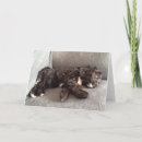 Suche nach cockapoo karten Welpe