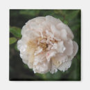 Suche nach tau magnete Blume