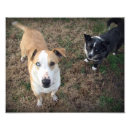 Recherche de mut posters Chiens