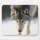 Suche nach wolf grau mousepads Betrachten der kamera