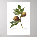 Recherche de figues posters Fleurs