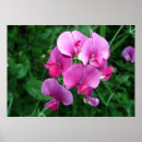 Suche nach rosa orchideen poster Blumen