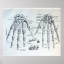 Recherche de os de la main posters Médical