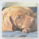 Recherche de pattes chiot de dessous de verres Animal