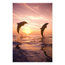 Recherche de grand nez posters Faune