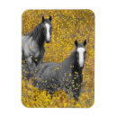 Recherche de de cheval magnets Fleurs