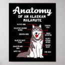 Suche nach schlittenhunde poster Malamute