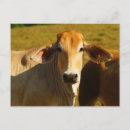 Suche nach niedliche kuh postkarten Moo