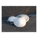 Suche nach sanddollar poster Strand