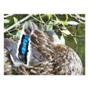 Recherche de canards sauvages posters Animaux