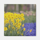 Suche nach keukenhof magnete Blüte
