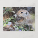 Recherche de ronde forme cartes postales Animal