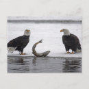 Recherche de prédateur cartes postales Poisson