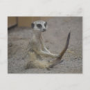 Recherche de kalahari cartes postales Désert