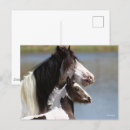 Recherche de gypsy cartes postales Breed