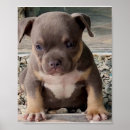 Recherche de brute posters Chien