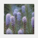 Suche nach blume magnete Lavendel