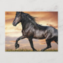 Recherche de cheval noir cartes postales Animal