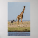 Suche nach giraffen poster Wildnis