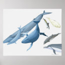 Recherche de intégral posters Natation