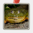 Suche nach afrikanische tiere ornamente Tierwelt