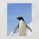 Recherche de pingouins cartes postales Oiseaux