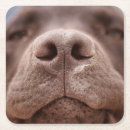 Recherche de nez dessous de verres Chiot