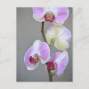Recherche de orchidée rose cartes postales Photographie