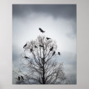Suche nach krähen poster Wild lebende tiere