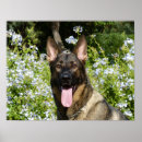 Recherche de chien de berger posters Fleurs