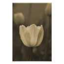 Suche nach töne poster Blume