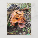 Suche nach winterzeit postkarten Natur