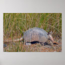 Suche nach armadillo poster Gürtelrose