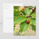 Recherche de coccinelles cartes postales Pour tous