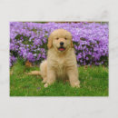 Suche nach golden retriever welpe postkarten Süß