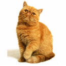 Recherche de la du chat photo sculptures Animal