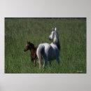 Suche nach stutenfohlen poster Bob langrish
