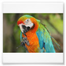 Suche nach bunter vogel poster Tiere