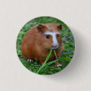 Suche nach glatt buttons Nagetier