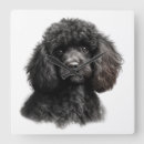 Recherche de caniche noir art Mignon