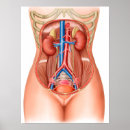 Recherche de médecine interne posters Transparent