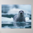 Recherche de mammifères marins posters Mammifère marin